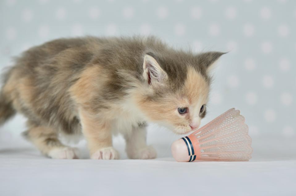 Juguetes para tu gato