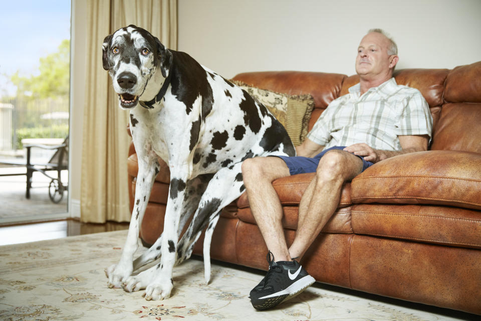 The tallest female dog living is Lizzy of Alva, Florida, who measures 37.96 inches in height. She lives with her owner Greg Sample and was 7 years old at the time of verification.