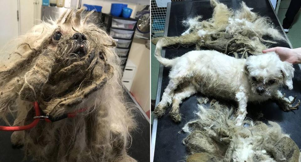 The 12-year-old Shih-tzu cross was covered in overgrown matted fur, with a 25cm long dreadlock growing on his tail. (SWNS)