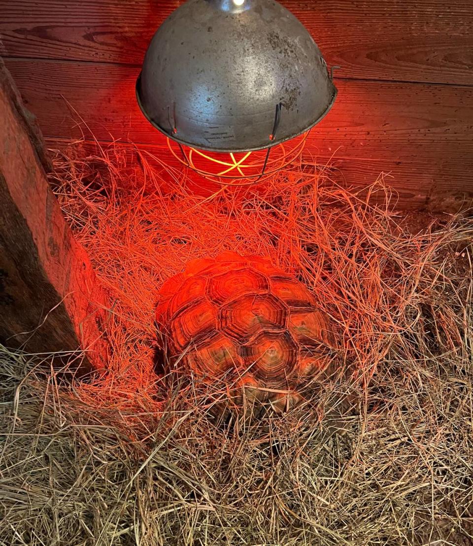 A photo of Hoss inside a Hico barn under a heat lamp on a bed of straw. Courtesy photo from Christy Wheeler