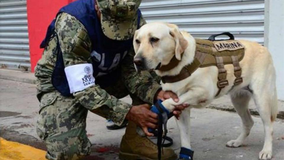 <p>Rescue dog Frida is equipped with a harness, visor and special footwear as she searches for victims after an earthquake struck on the southern coast of Mexico. (Photo: Edgard Garrido/Reuters) </p>