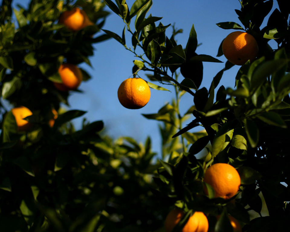 Trovita Oranges ripen on a tree in the Copia gardens during this year's citrus season.