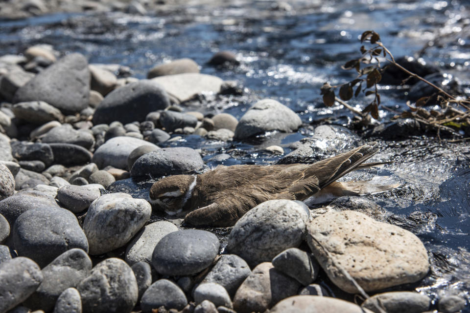 In this photo provided by Alexis Bonogofsky, a dead bird lays in petroleum products cover areas along the banks of the Yellowstone River near Columbus, Mont., July 1, 2023, following a freight train wreck last week in which tank cars fell into the river when a bridge collapsed. Officials with the Environmental Protection Agency said cleanup efforts began on Sunday, July 2, with workers cooling the asphalt binder with river water, rolling it up and putting the globs into garbage bags. (Alexis Bonogofsky via AP)