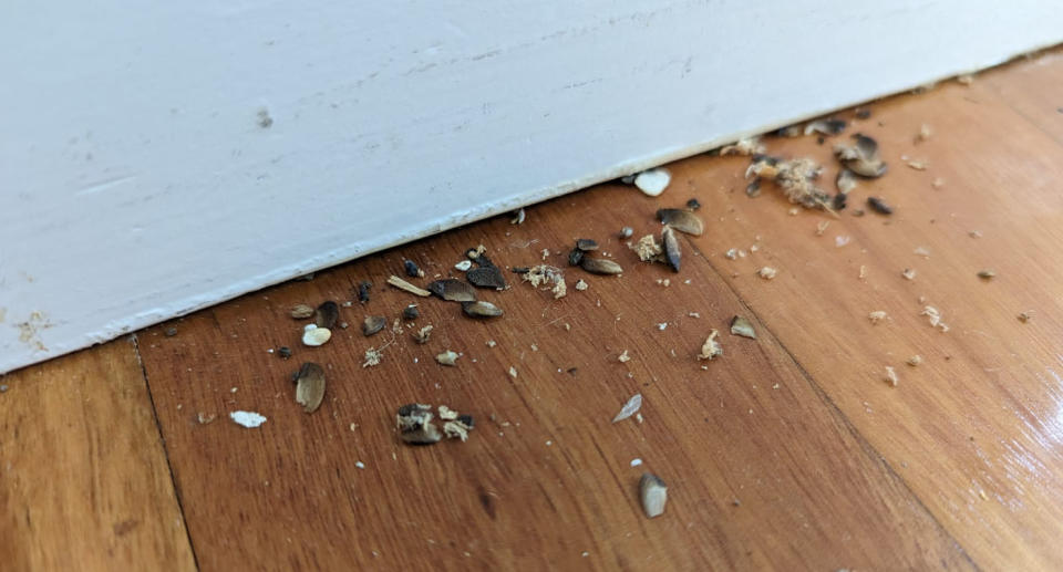A photo of a mess on the floorboards of a Brisbane home.
