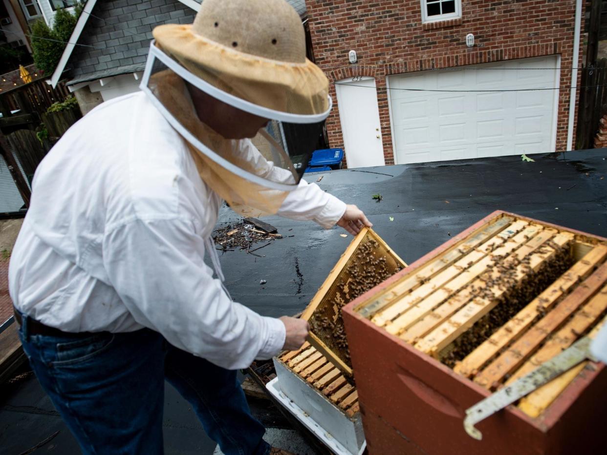 Urban beekeeper looks at beehives in Washington, DC, 7 August 2019: Brendan Smialowski/AFP/Getty