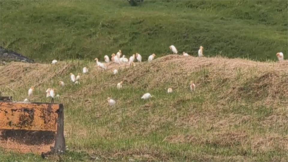 桃機遭鳥擊關閉 華航低油量急喊Mayday轉降