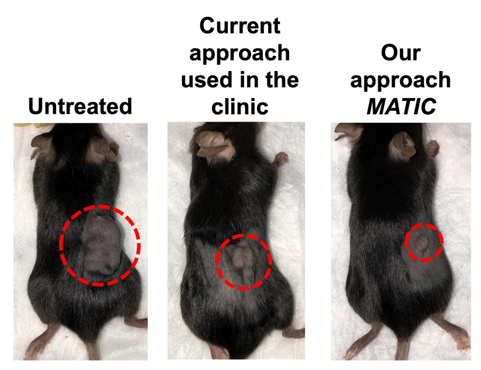 Mice treated with novel approach to cell therapy saw tumours shrink dramatically (Shana Kelley Lab/Northwestern University/PA)