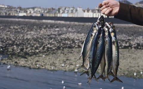 The changes will have a particular impact on pelagic fishing, which includes mackerel - Credit: Epics