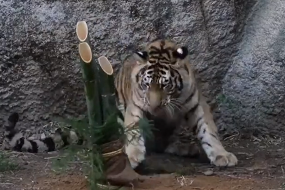 ▲虎年吉祥，動物園內大老虎頑皮逗松竹，網友拍攝的賀新年照讓眾人大爆笑。（圖／Twitter：rikunow） 