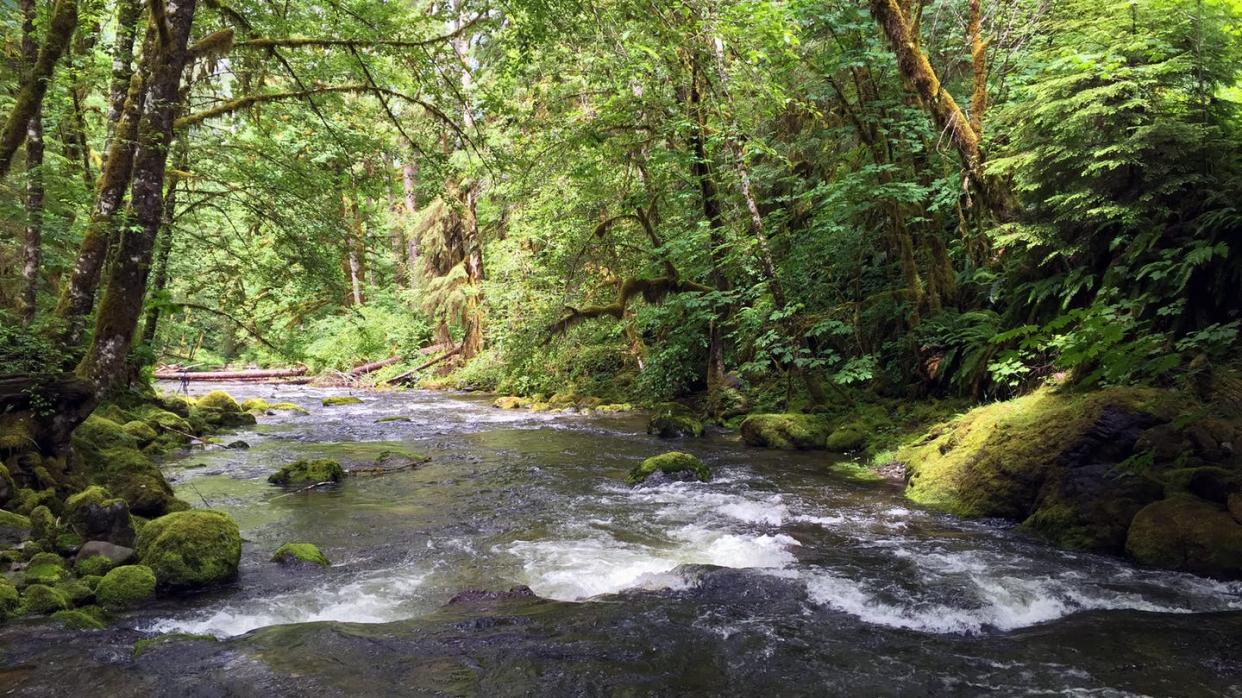<span class="caption">Environmental DNA is a promising tool for tracking species in freshwater ecosystems like Oregon's Elkhorn Creek.</span> <span class="attribution"><a class="link " href="https://flic.kr/p/NZgE7n" rel="nofollow noopener" target="_blank" data-ylk="slk:Greg Shine, BLM/Flickr;elm:context_link;itc:0;sec:content-canvas">Greg Shine, BLM/Flickr</a>, <a class="link " href="http://creativecommons.org/licenses/by/4.0/" rel="nofollow noopener" target="_blank" data-ylk="slk:CC BY;elm:context_link;itc:0;sec:content-canvas">CC BY</a></span>
