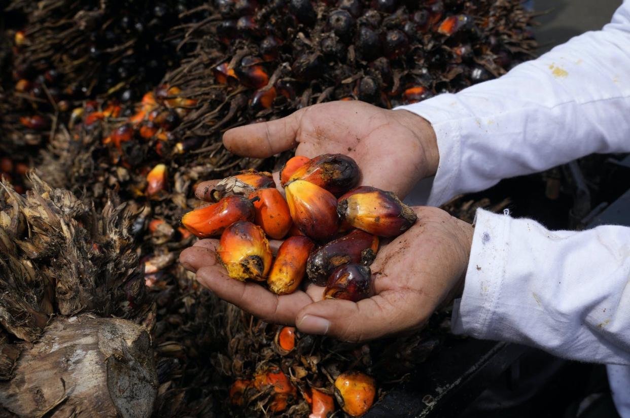 <span class="caption">A farmer holds kernels of oil palm fruits in Jakarta, Indonesia, on May 17, 2022. Indonesia, one of the world's top palm oil exporters has banned exports of cooking oil and its raw materials to reduce domestic shortages and hold down skyrocketing prices since late last month. </span> <span class="attribution"><span class="source">(AP Photo/Tatan Syuflana)</span></span>