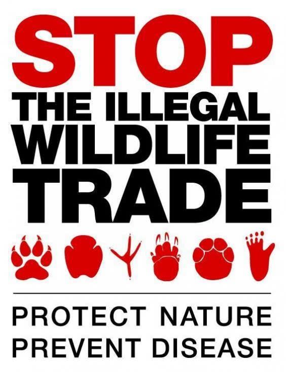 The Covid-19 conservation crisis has shown the urgency of The Independent’s Stop the Illegal Wildlife Trade campaign, which seeks an international effort to clamp down on illegal trade of wild animals