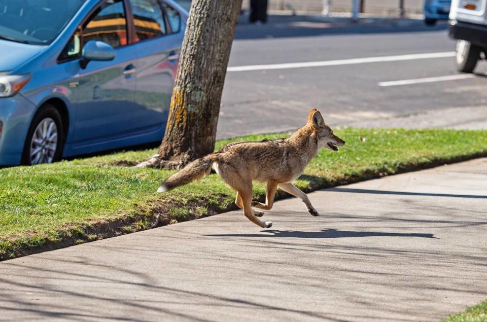 A coyote runs on the sidewalk of Q Street towards 21st Street in midtown Sacramento in 2020.