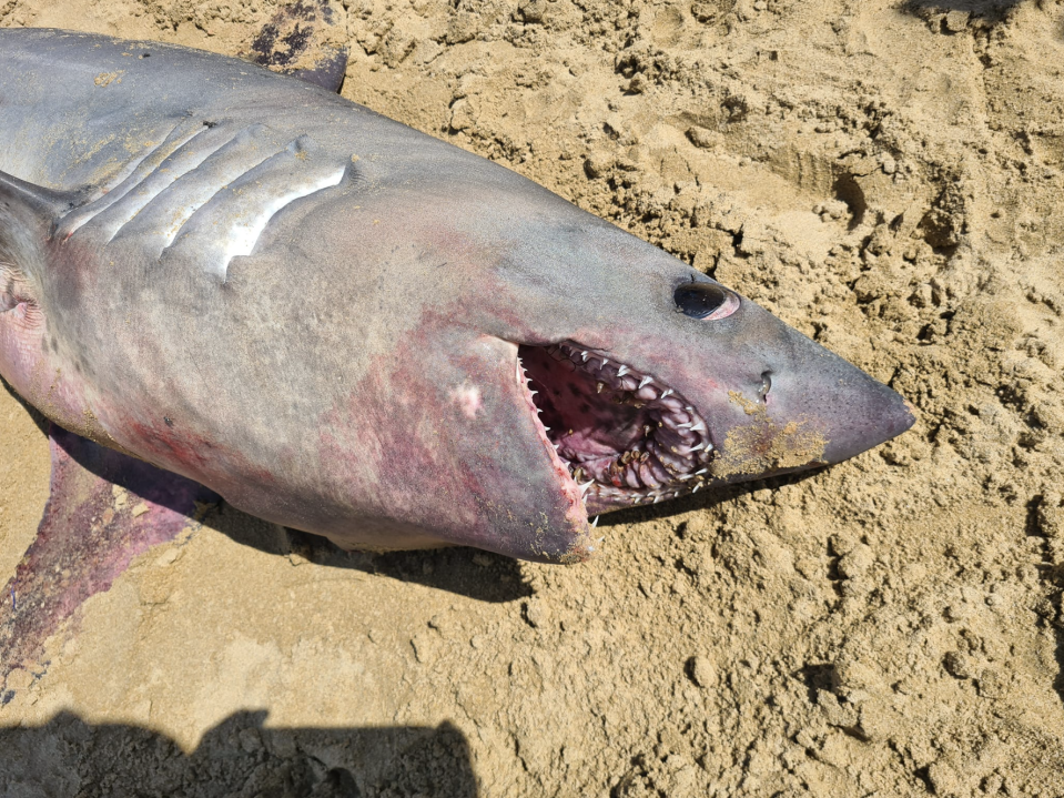 The male male Porbeagle shark that washed ashore on Lorne Beach, Victoria. 