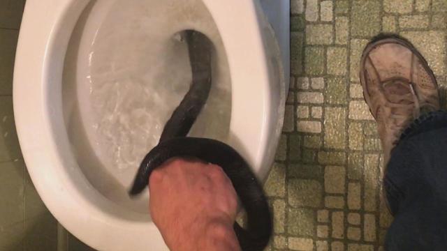 Homeowners find 4-foot snake in toilet