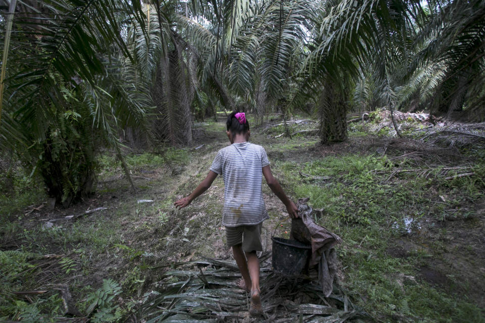 Una niña carga granos de palma cosechados en una plantación de aceite de palma en Sumatra, Indonesia, el lunes 13 de noviembre de 2017. (AP Foto/Binsar Bakkara)