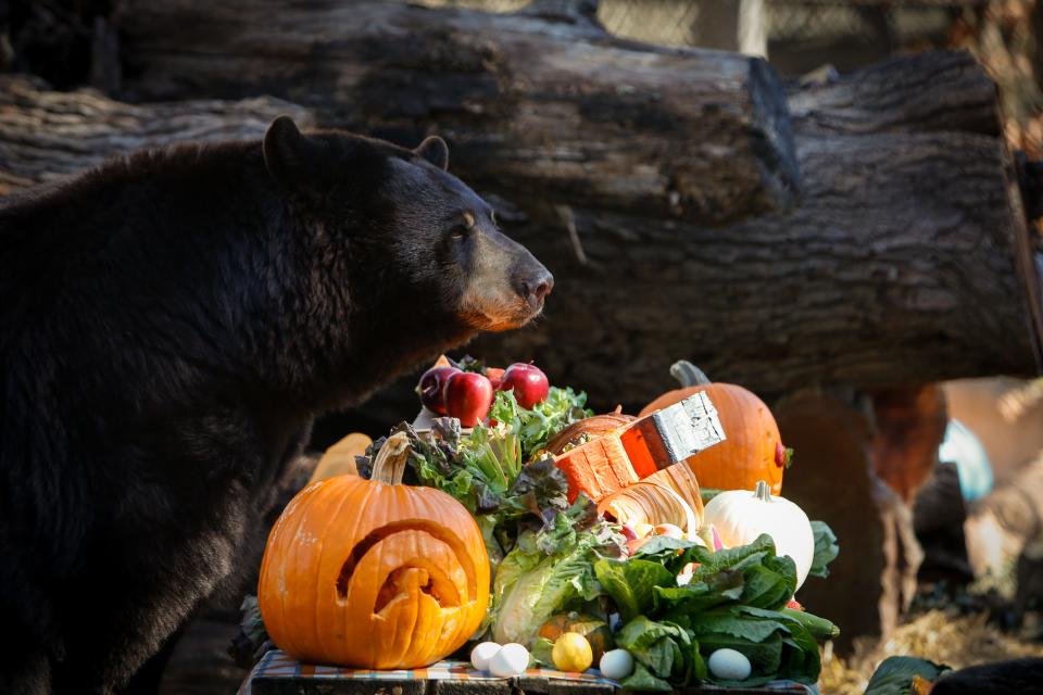 Black bear Lil' Bear, 15, surveys a picnic table full of fruits and vegetables during the fifth annual Beary Happy Thanksgiving at Dickerson Park Zoo on Wednesday, Nov. 22, 2023. Soon, Lil' Bear will enter torpor, a state of decreased physiological activity for the winter.