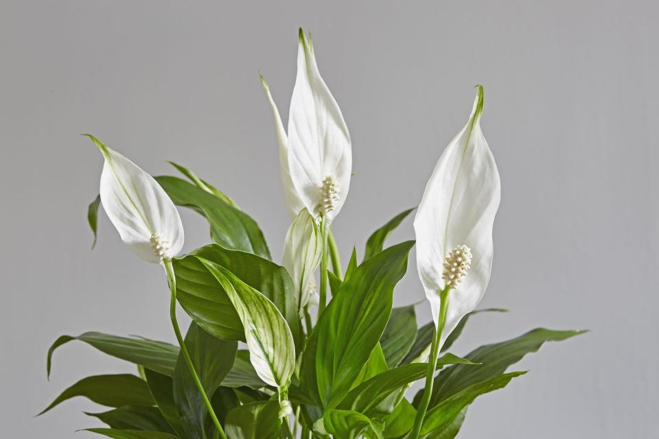 8) Peace Lily