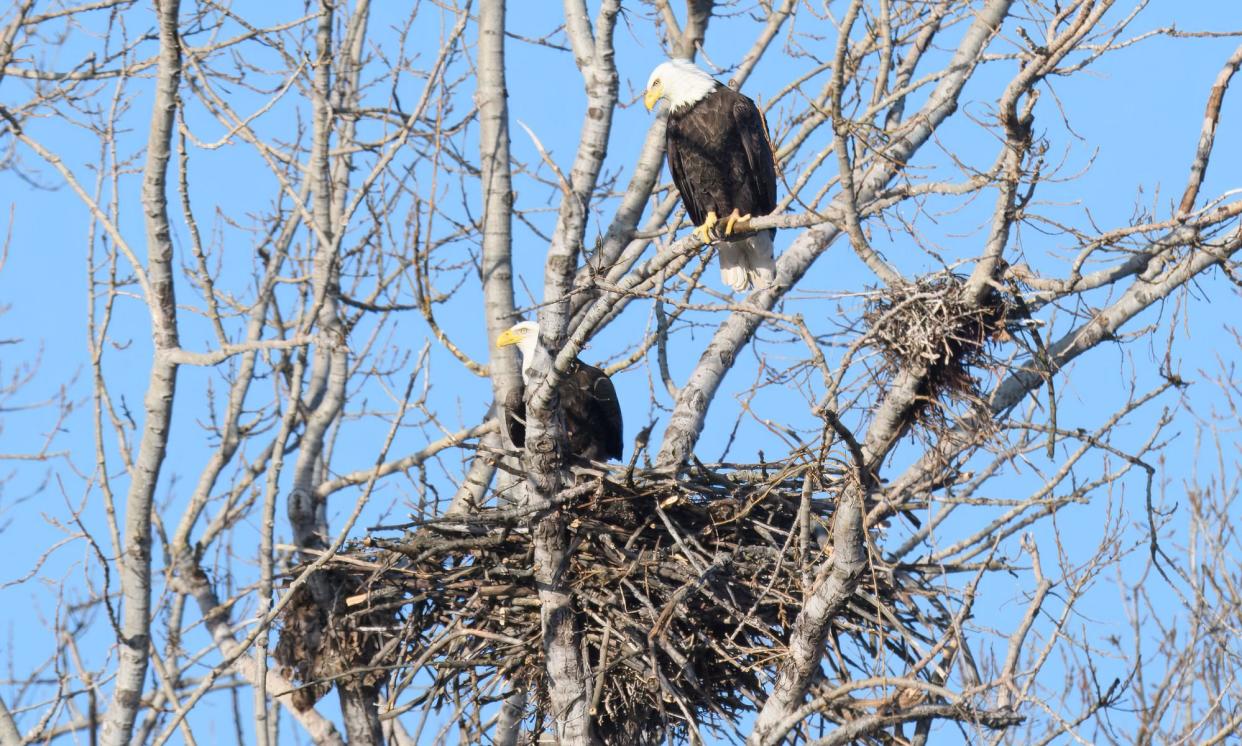 <span>The revival of bald eagles is a rare ecological success story.</span><span>Photograph: John Nishikawa, volunteer at Toronto and Region Conservation Authority (TRCA).</span>