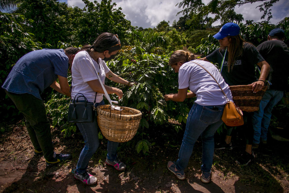 Volunteers who helped Pedro Pons pick his first coffee harvest since the hurricane completely wiped his farm in 2017. (Johnny De Los Santos / ConPRmetidos)