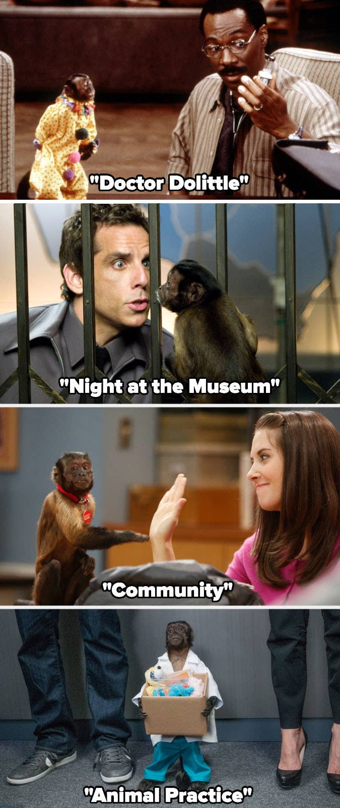 Crystal the Monkey in "Doctor Dolittle," "Night at the Museum," "Community," and "Animal Practice"