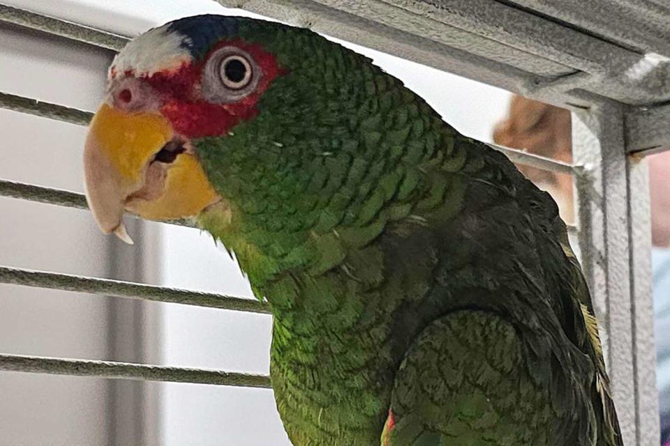 <p>Niagara SPCA/Facebook</p> Pepper the parrot