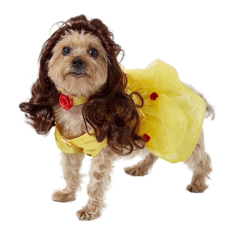 Dog wearing a Rubie’s Costume Company Belle Disney Princess Costume on a white background