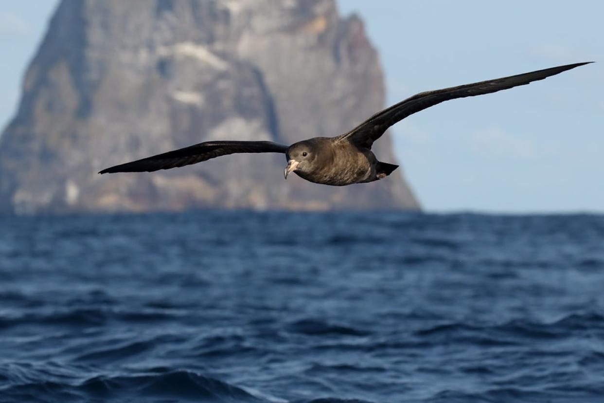 Scientists have identified a condition they call plasticosis, caused by ingesting plastic waste, in flesh-footed shearwaters. <a href="https://upload.wikimedia.org/wikipedia/commons/8/8a/Flesh-footed_Shearwater_%28Puffinus_carneipes%29_%2823760497308%29.jpg" rel="nofollow noopener" target="_blank" data-ylk="slk:Patrick Kavanagh/Wikipedia;elm:context_link;itc:0;sec:content-canvas" class="link ">Patrick Kavanagh/Wikipedia</a>, <a href="http://creativecommons.org/licenses/by/4.0/" rel="nofollow noopener" target="_blank" data-ylk="slk:CC BY;elm:context_link;itc:0;sec:content-canvas" class="link ">CC BY</a>
