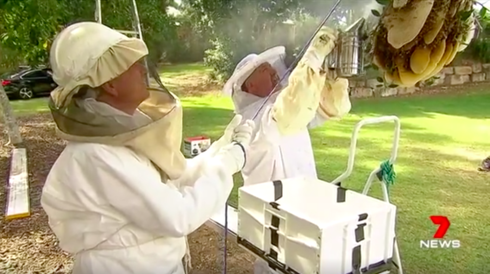 Mr Tully will find a new home for the bees while giving some of the honey to the newlyweds-to-be. Source: 7News