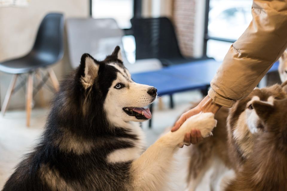 husky dog doing trick giving paw shaking hand