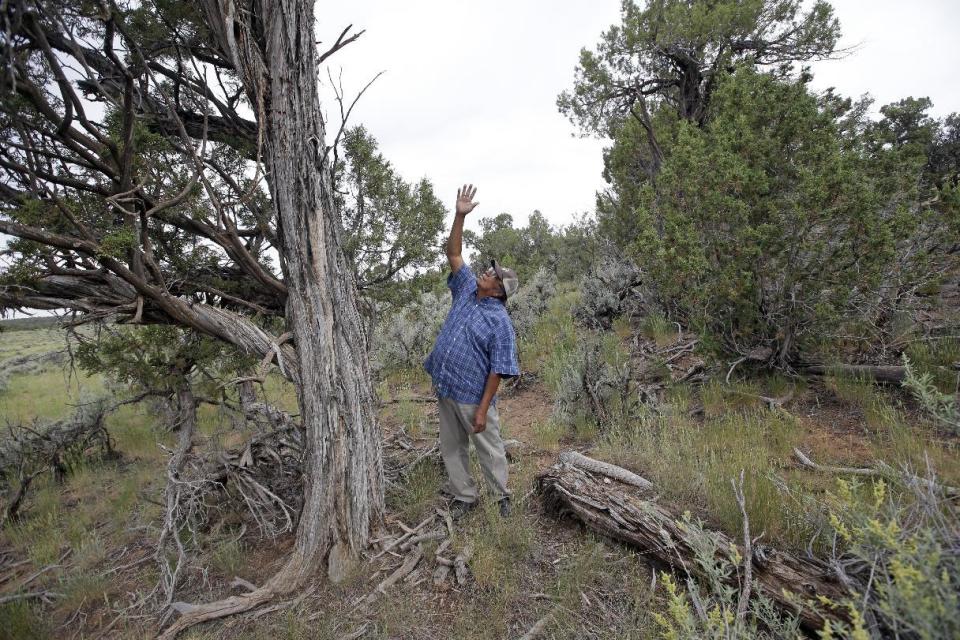 FILE - This June 22, 2016, file photo, Jonah Yellowman, a Navajo spiritual adviser points skyward in Kane Gulch, near Blanding, Utah. President Barack Obama on Wednesday, Dec. 28, designated two new national monuments in Utah and Nevada. The Bears Ears National Monument in Utah will cover 1.35 million acres of tribal land in the Four Corners region. (AP Photo/Rick Bowmer, File)