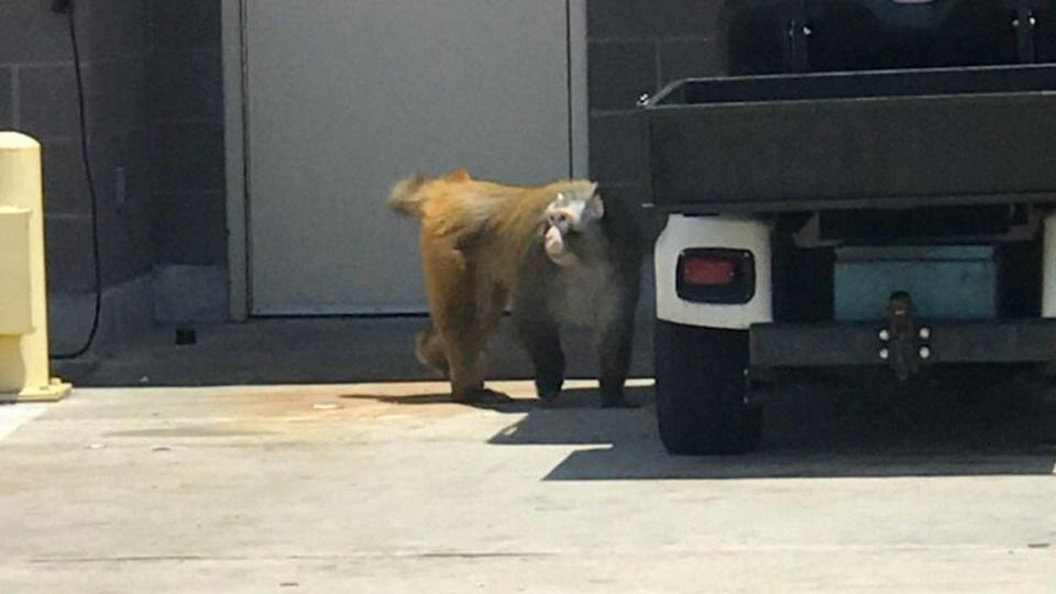 A baboon was on the loose after escaping at San Antonio airport on Monday. Source: Sunrise