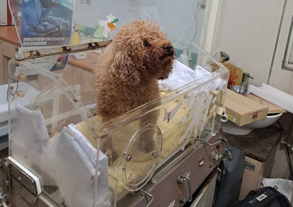 犬隻獲救後急送動物醫院療救治。   圖：新北市動保處提供