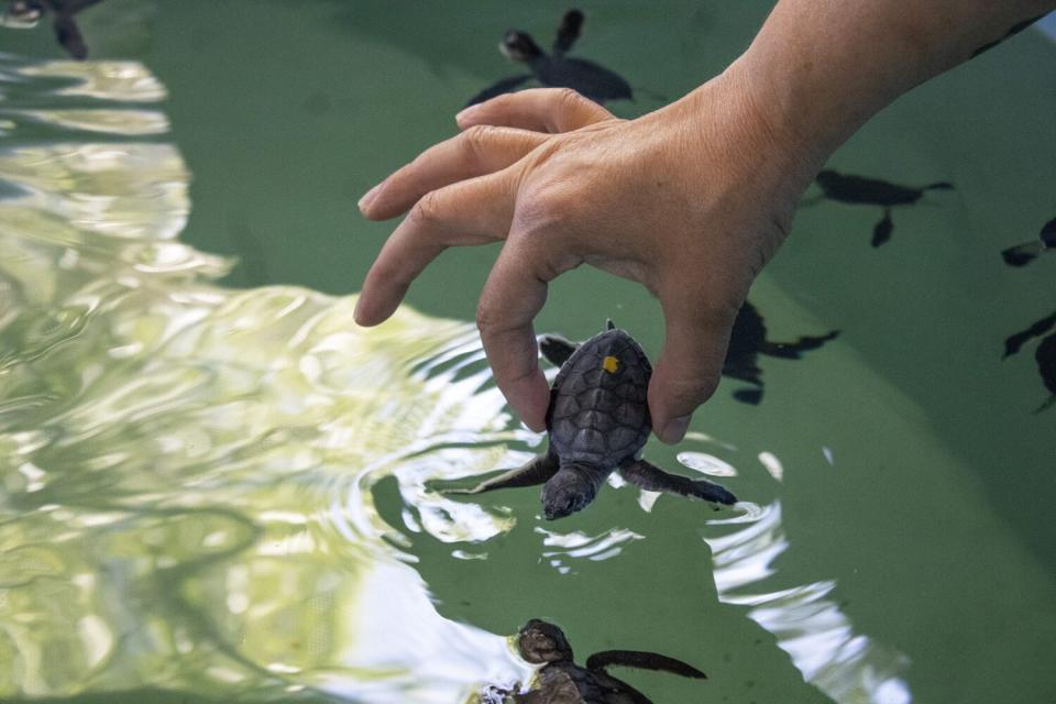 baby seal turtle release