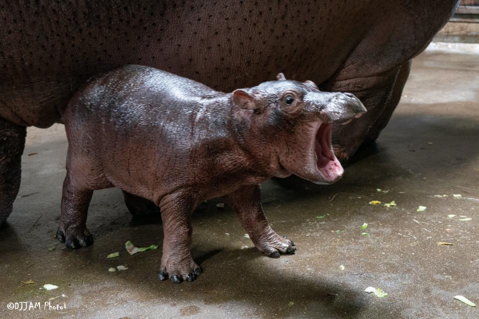 After all the votes were counted, all 223,542 from 60 countries, his name forever more will be Fritz! It was between Fritz and Ferguson. Fritz garnered 56% of the vote. Fritz and mom Bibi will soon join Fiona and Tucker outside. But not yet. They are still bonding behind the scenes. Fritz was born August 4, 2022, weighing around 60 pounds. ThatÕs double what Fiona weighed at birth. 