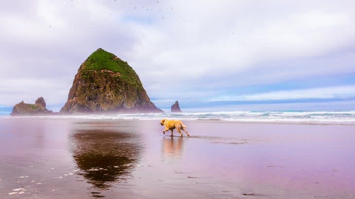 Oregon’s Cannon Beach (Photo: Vikas/500px/Getty)