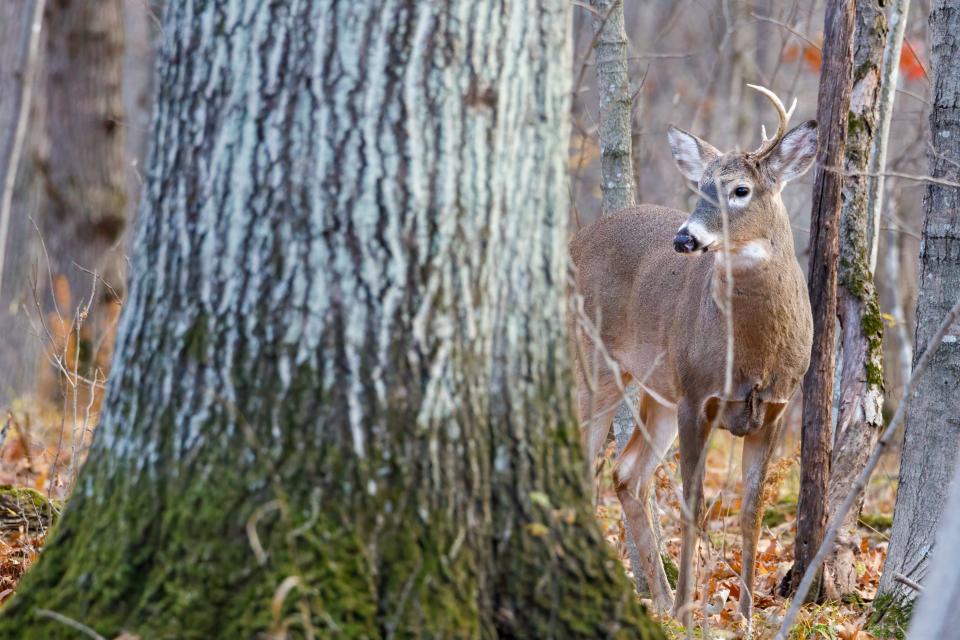 Ohio hunters nearly doubled last year’s first-day take during the statewide gun week by registering 21,754 whitetails Monday.