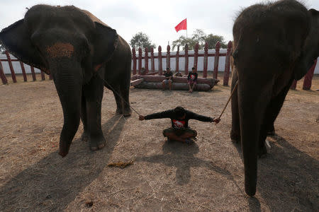 A mahout sits between elephants during Thailand's national elephant day celebration in the ancient city of Ayutthaya March 13, 2017. REUTERS/Chaiwat Subprasom
