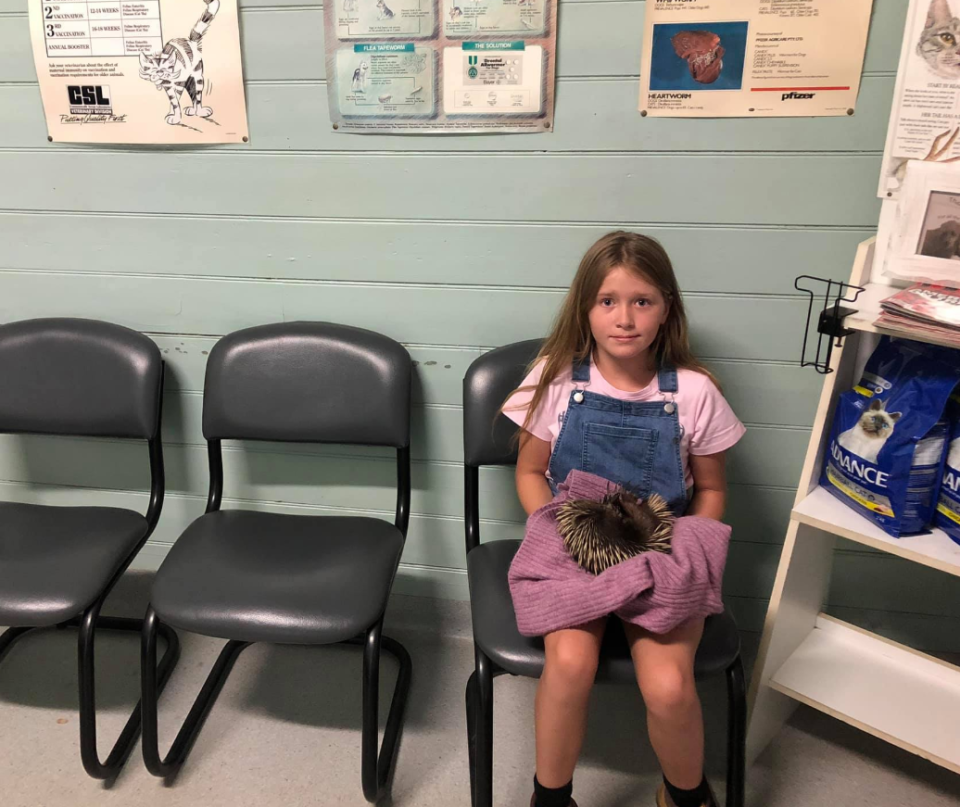 The nine-year-old girl, from NSW, in the vet waiting room after the echidna was hit by a car.