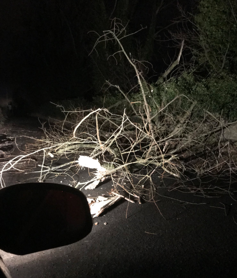 A downed tree is seen on the side of the road in Newport (MichaelClarke89/Twitter)