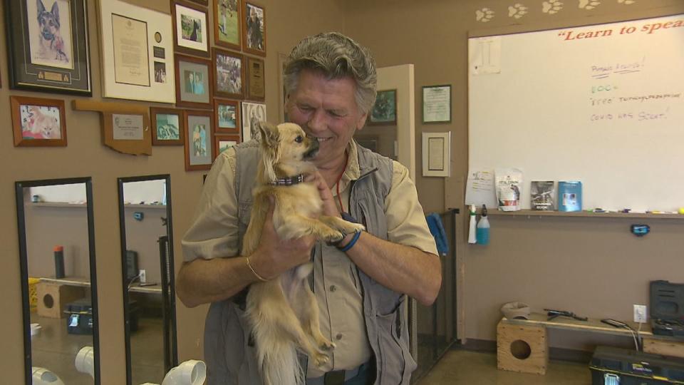 Bill Grimmer has trained Foxy, a long-haired Chihuahua to detect cortisol. 