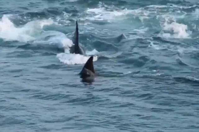 Sea lion pup escapes jaws of death by hopping onto Argentine beach out of reach of orca pod