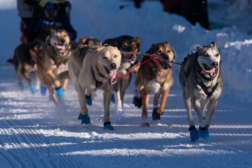 Dogs in Riley Dyche's team mush along Cordova Street during the ceremonial start of the Iditarod Trail Dog Sled Race on Saturday, March 2, 2024, in Anchorage, Alaska.