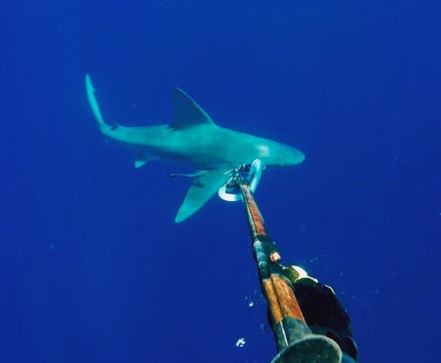 Stranded scuba diver circled by two sharks in Florida