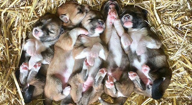 The baby dingoes. Photo: The Australian Reptile Park