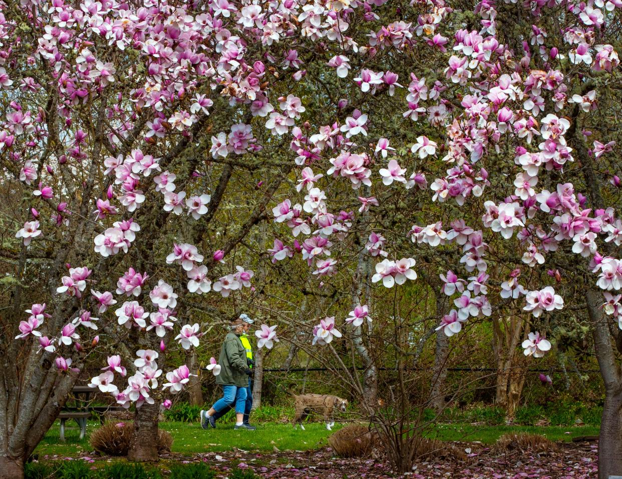 Surrounded by blooming magnolia trees, Laurie and Mike Sweeney take their dog Harley for a walk through the Wallace M. Ruff Jr. Memorial Park and Magnolia Arboretum in Springfield during a cold spring day in the Willamette Valley. The park is named after Wallace "Wally" Ruff Jr. who bought the property with money earned from growing flowers on the site. The land was donated to Willamalane Parks and Recreation District by the family for use as a neighborhood park after Ruff's death in 1989 at the age of 35.