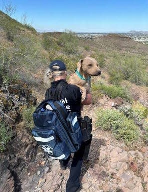 A two-year-old Shar-Pei mix was rescued by a 'Good Samaritan' and two Emergency Animal Medical Technicians from the side of Lookout Mountain on April 24.
