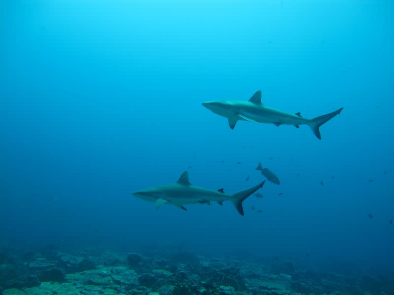 Gray reef sharks, the subject of a study on social behavior among sharks, are seen in the Pacific Ocean around the Palmyra Atoll