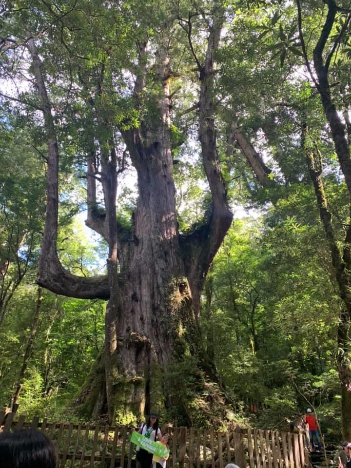 司馬庫斯大老爺巨木。 （中華旅行社提供）