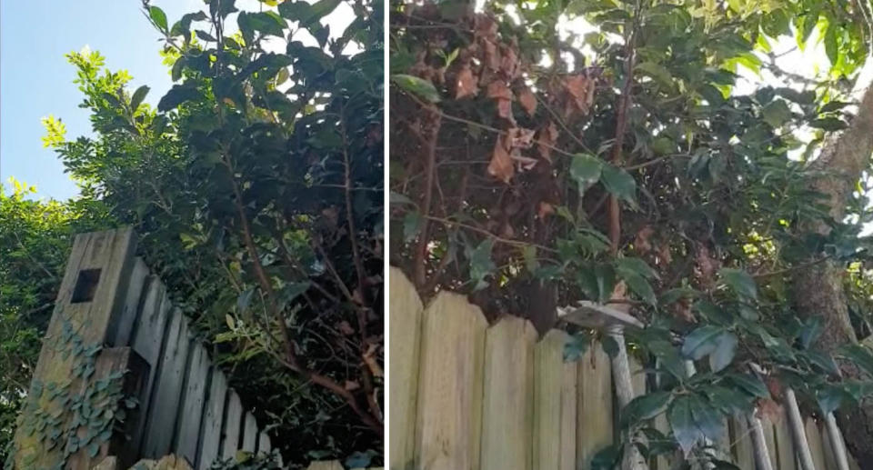 Two photos of the bush in question showing it has grown high above the fence and into Tim's garden.